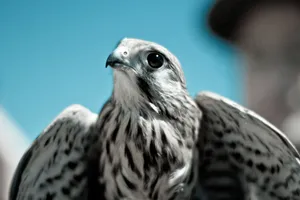 Black And White Eagle Wallpaper