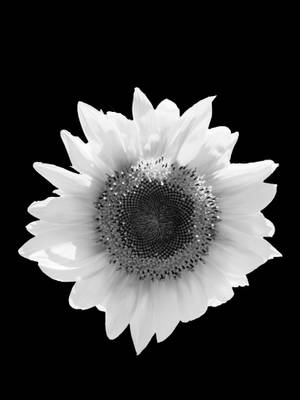 Black And White Flower Android Wallpaper