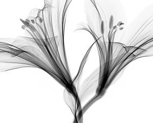 Black And White Flower Art