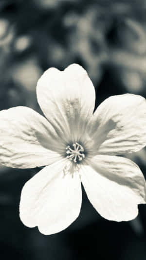 Black And White Flower Petal Iphone Wallpaper