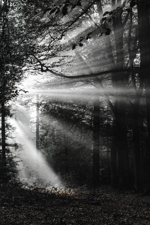Black And White Forest Wallpaper
