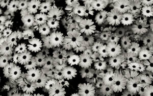 Black And White Hd Flower Garden Wallpaper