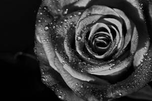 Black And White Hd Rose Flower Wallpaper