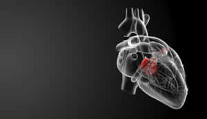 Black And White Human Heart Hd Medical Wallpaper