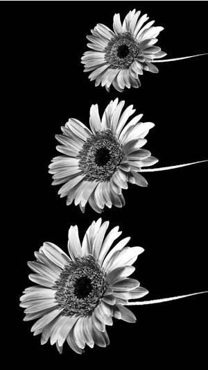 Black And White Iphone Daisy In Sizes Wallpaper