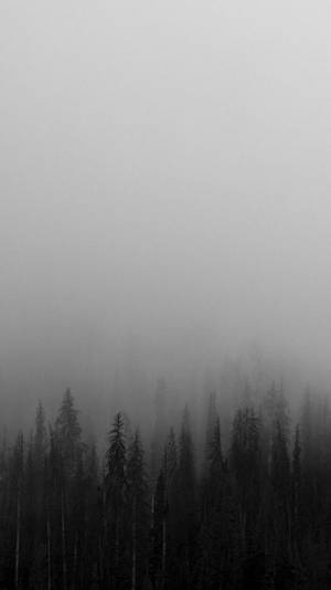 Black And White Iphone Foggy Trees Wallpaper