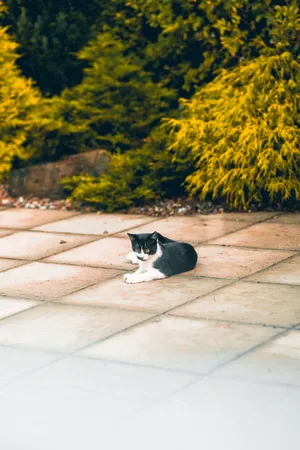 Black And White Kawaii Cat Sitting Wallpaper