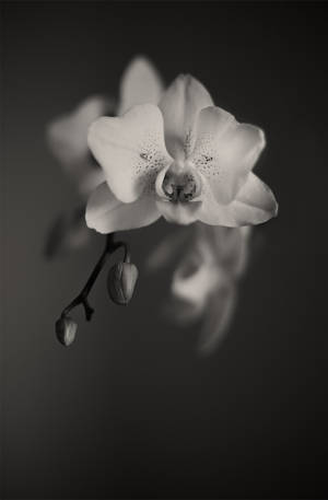 Black And White Orchids Wallpaper
