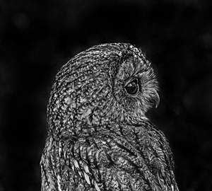 Black And White Owl Portrait Wallpaper