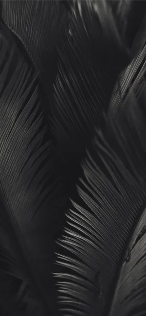 Black And White Palm Tree Leaves Dark Aesthetic Wallpaper
