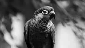 Black And White Parrot Glance Wallpaper