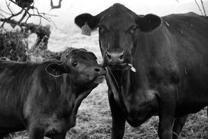 Black And White Photo Of Two Cute Cows Wallpaper