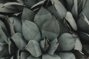 Black And White Plant Wallpaper