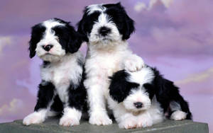 Black And White Puppies Wallpaper