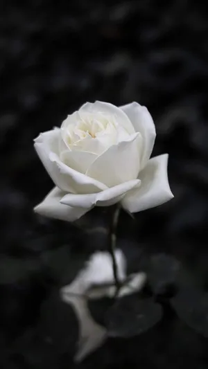 Black And White Rose Aesthetic Wallpaper