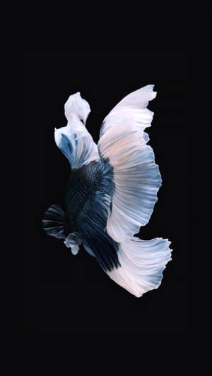 Black And White Siamese Fighting Fish Iphone Wallpaper