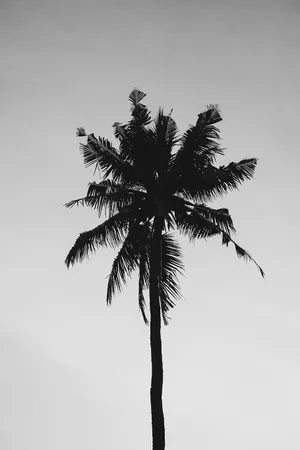Black And White Solitary Coconut Tree Wallpaper