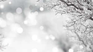 Black And White Winter Wonderland Desktop Wallpaper