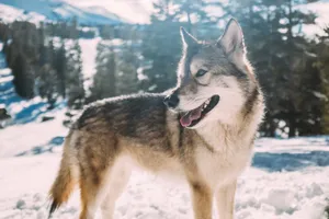 Black And White Wolf Wallpaper