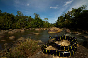 Black And Yellow Coral Snake On Rock Wallpaper