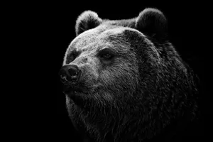 Black Bear Head Wallpaper