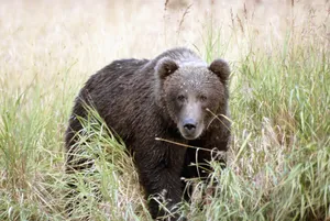 Black Bear In Grass Wallpaper