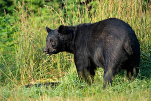 Black Bear Medium-sized Wallpaper