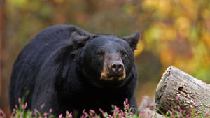 Black Bear On Flowery Grass Wallpaper