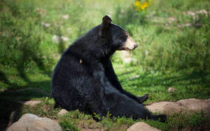 Black Bear Slouching On Grass Wallpaper