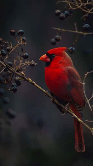 Black Berry-eating Bird Iphone Wallpaper