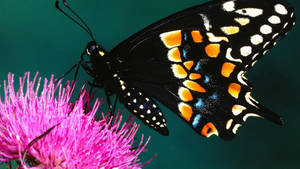 Black Butterfly On Milk Thistle Flower Wallpaper