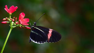 Black Butterfly Pink And White Streaks Wallpaper