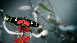 Black Butterfly Red And White Spots Wallpaper