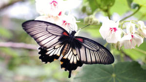 Black Butterfly With White Interspaces Wallpaper