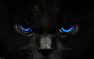 Black Cat Aesthetic Dark Blue Hd Wallpaper