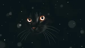 Black Cat Dark Mode Wallpaper