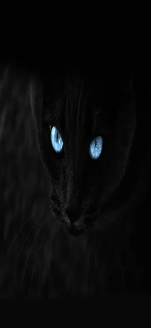 Black Cat Full Hd Phone Wallpaper
