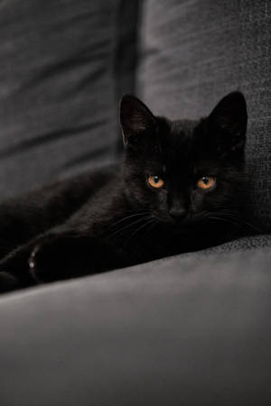 Black Cat Kitten On Couch Wallpaper