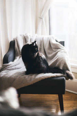 Black Cat On Cushion Chair Wallpaper