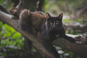 Black Cat On Tree Branch Wallpaper