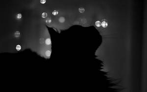 Black Cat Silhouette Wallpaper