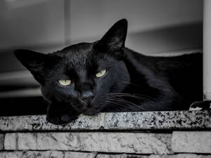 Black Cat Waking Up Wallpaper