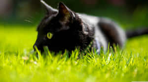 Black Cat With Green Eyes On Grass Wallpaper