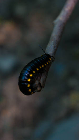 Black Caterpillar With Yellow Spots Wallpaper