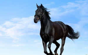 Black Cute Horse Wallpaper