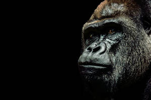 Black Design Cool Gorilla Landscape Wallpaper