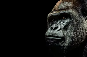 Black Design Cool Gorilla Landscape Wallpaper