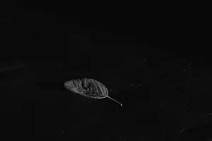 Black Desktop Leaf Wallpaper