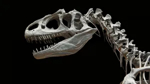 Black Dinosaur Allosaurus Skeleton Wallpaper