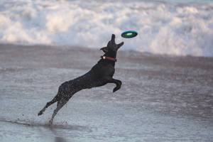 Black Dog Playing Frisbee Wallpaper